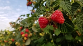 reife Himbeeren am Strauch