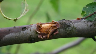 Wunde durch Hagelschlag am Jungtrieb