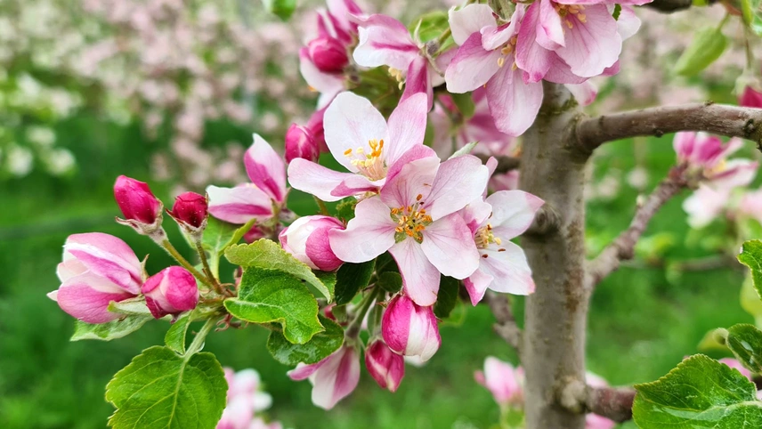 Prächtige Apfelblüte