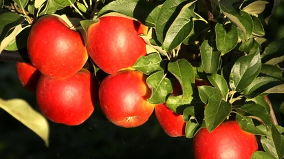 Apfelsorte Winterzauber