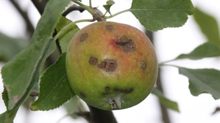 Apfelschorf – eine Frage der Sortenwahl