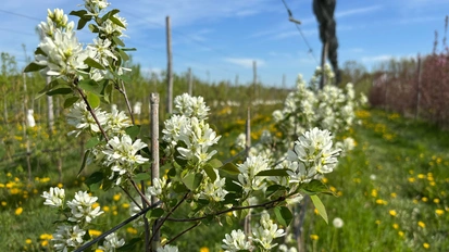Blüte der Aromafelsenbirne Anfang Mai