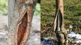 Frostriss und Stammschaden an Obstbäumen