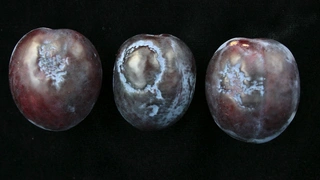 Fruchtsymptome der Scharkakrankheit