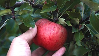 Äpfel und Birnen richtig ernten und lagern