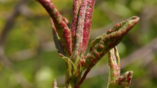 Birnenpockenmilbe und Birnengitterrost: Erkennen und bekämpfen