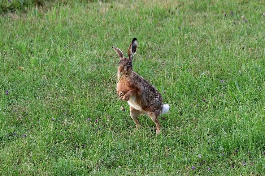 Feldhase in einer Wiese