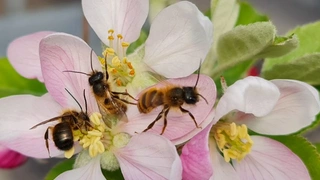 Rote Mauerbienen an Blüten der Apfelssorte ‘Winterzauber’