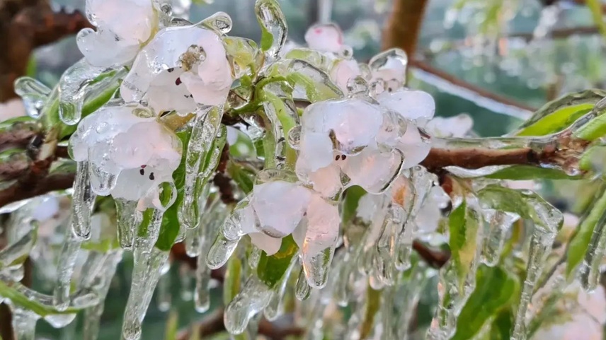 Frostschutz der Obstblüte