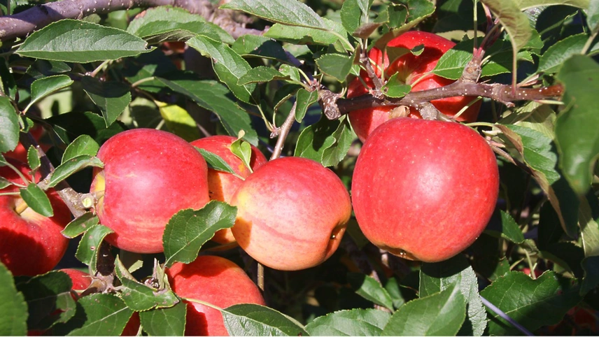 Apfelbaum mit reifen Apfelfrüchten