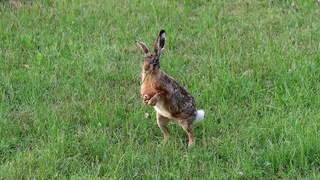 Feldhase in einer Wiese