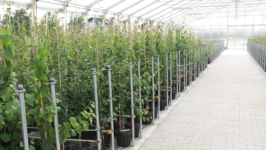 Anzucht der Obstbäume im Bayerischen Obstzentrum