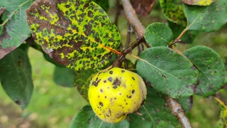 Schwarze oder braune Flecken auf Quitten