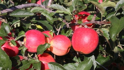 Graf Luckner – die neue Apfelsorte aus dem Bayerischen Obstzentrum