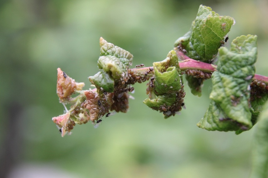 Blattläuse noch vor der Blüte bekämpfen