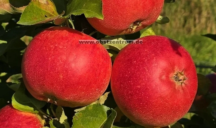 Apfel Granada