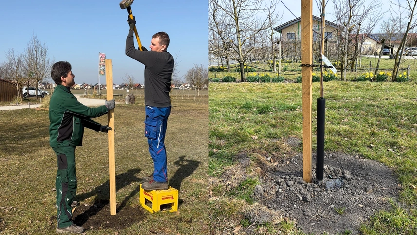 Im Frühjahr und Herbst können Obstgehölze gepflanzt werden