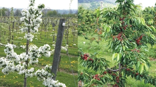 Obstbaumschnitt Spindel