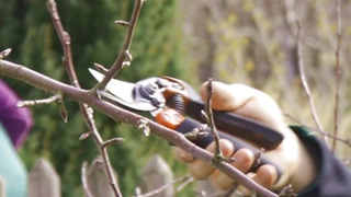 Obstbaumschnitt