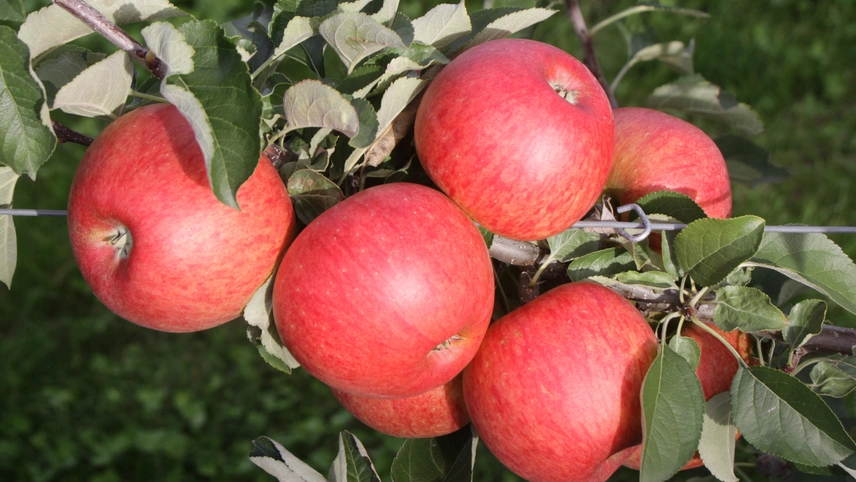 Freiherr von Hallberg® – Der Apfel für Genießer!