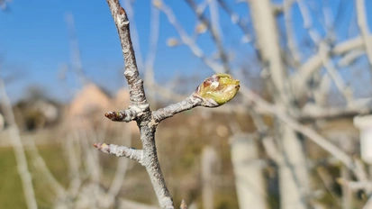 Porzellanerde an Birnentrieb hält den Birnenblattsauger vom Ablegen seiner Eier ab.