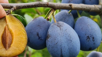 Zwetschgenmonat September