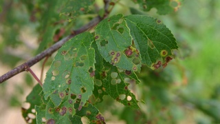 Pseusomonassymptome auf Blättern einen Zwetschgentriebs