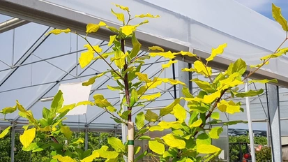 Goldgelbe Blätter der Zwetschgensorte Moni