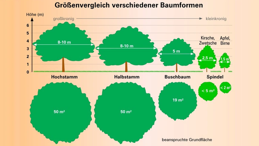 Baumformen im Obstbau