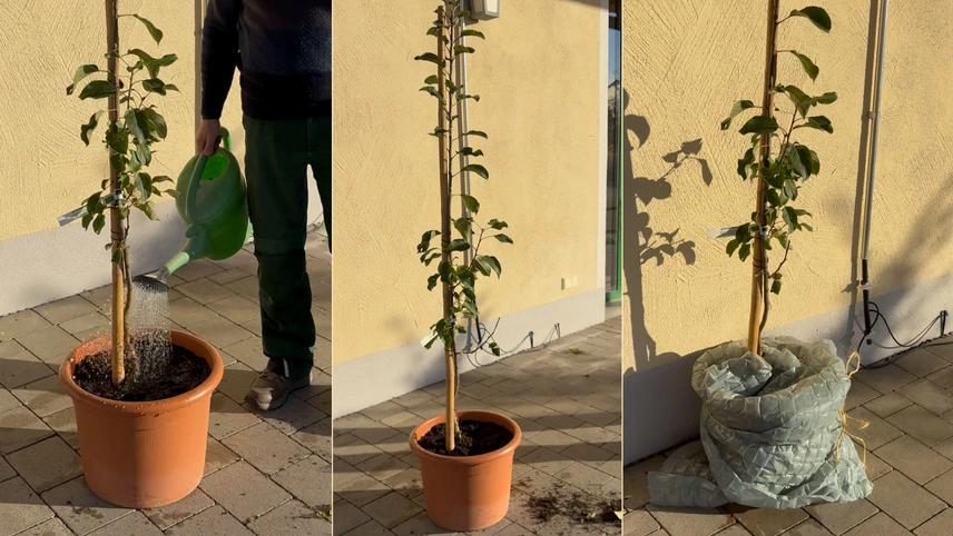 Pflanzung von Obstbäumen im Topf