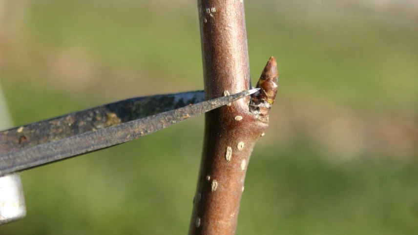 Obstbaumschnitt