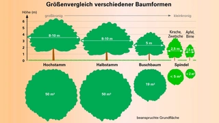 Baumformen im Obstbau