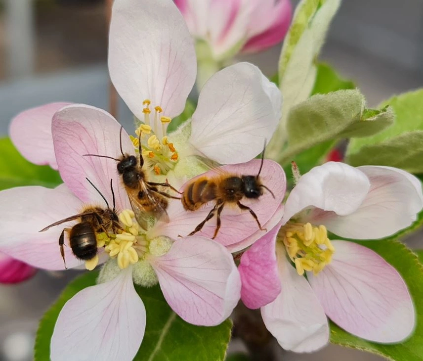 Rote Mauerbienen an Blüten der Apfelssorte ‘Winterzauber’