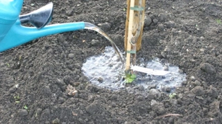 Herbst: perfekte Pflanzzeit für Obstbäume und Beerensträucher