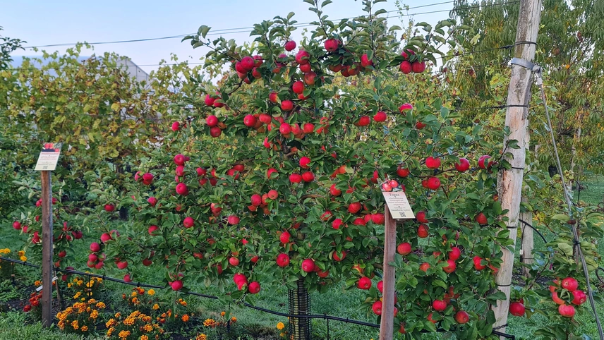 Obstbaum im Bayerischen Obstzentrum