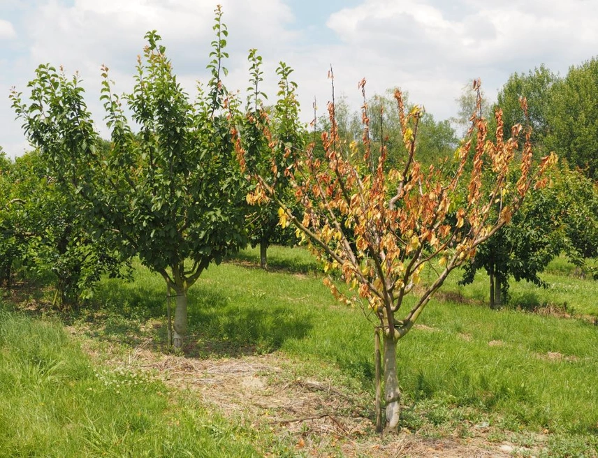 Baum mit vertrockneten Blättern