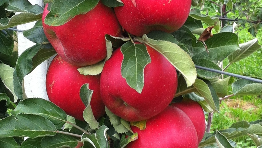 Apfel Boscolina