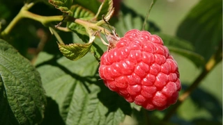 Herbsthimbeeren zurückschneiden