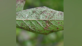 Symptome des Zwetschenrosts (Blattunterseite)