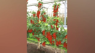 Fruchtbehang bei Johannisbeere in Spindelerziehung