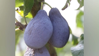 Verschrumpelte Zwetschgen durch Halswelke