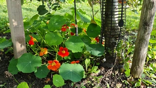 Bodenpflege im Herbst