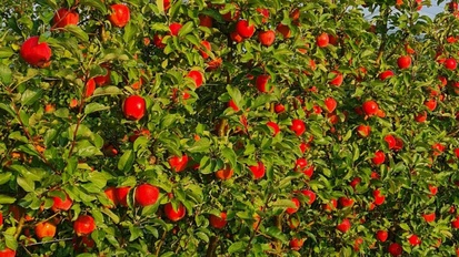 Laetitia - die schorfresistente, spätreifende Apfelsorte
