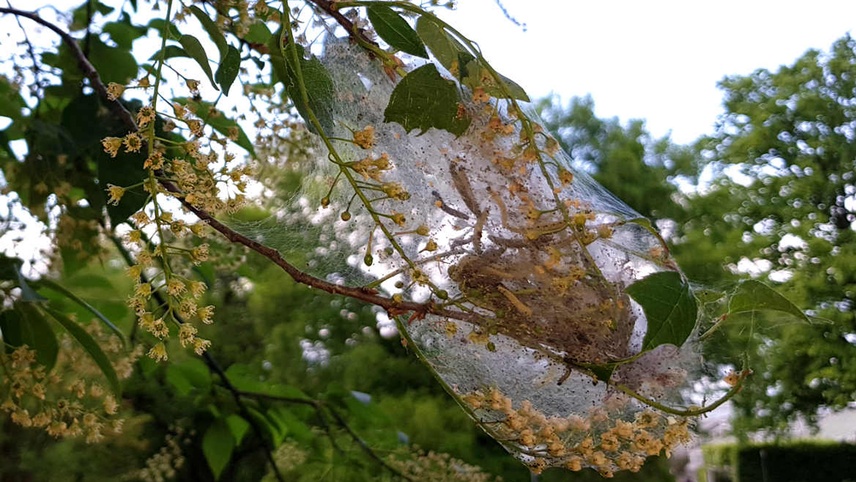 Nester von Raupen in den Bäumen