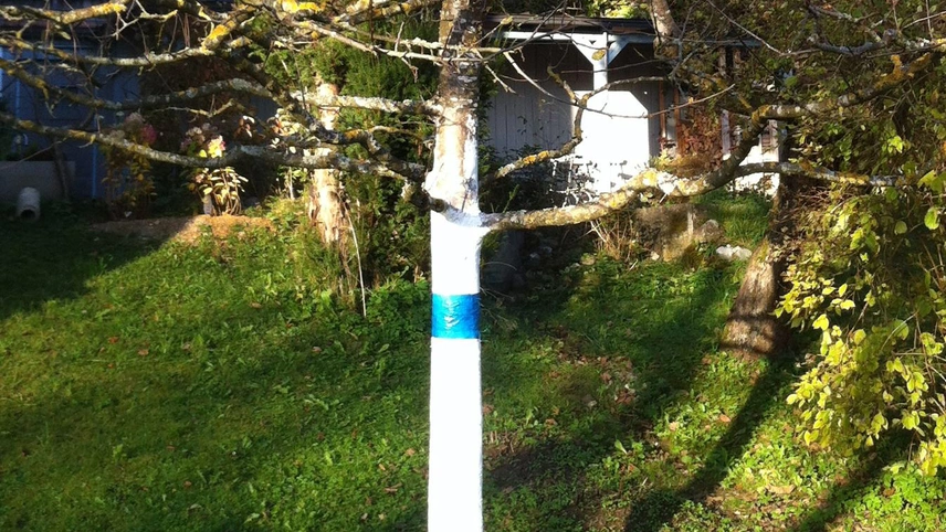 Leimringe anlegen