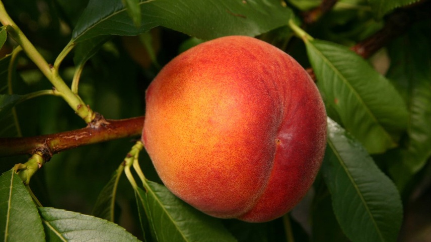 Pfirsichfrüchte - ein Hochgenuss