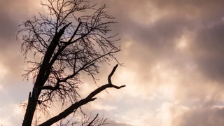 Ersatzpflanzung für alte Bäume