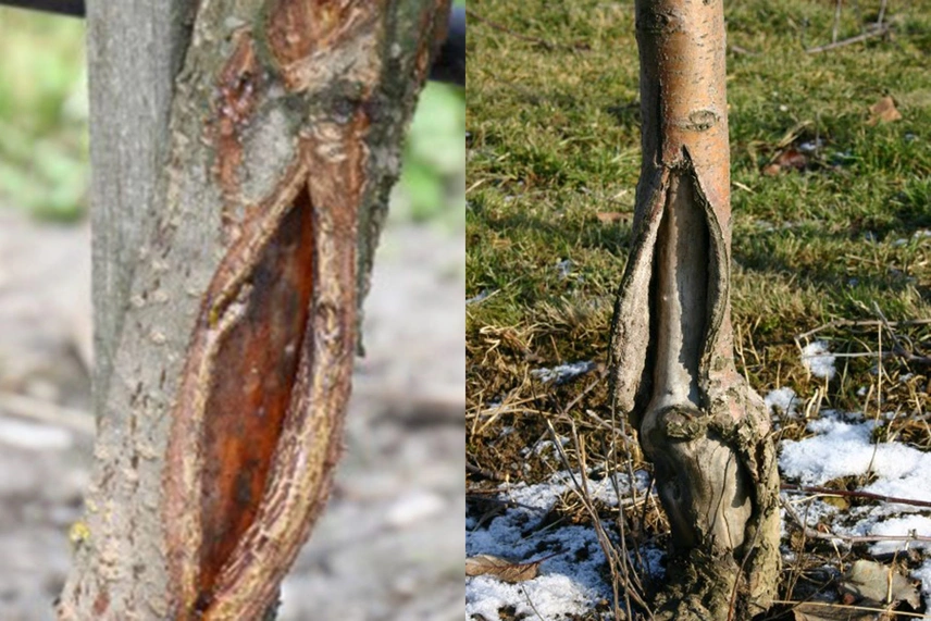 Frostriss und Stammschaden an Obstbäumen