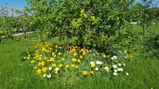 Baumscheibe mit Blumen