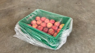 Äpfel in Steige mit Plastikhaube